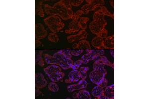 Immunofluorescence analysis of human placenta using CD55 Rabbit pAb1 (ABIN3021784, ABIN3021785, ABIN3021786 and ABIN6215890) at dilution of 1:150 (40x lens). (CD55 Antikörper  (AA 40-300))