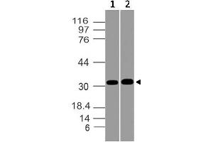 Image no. 1 for anti-Msh Homeobox 1 (MSX1) antibody (ABIN5027731) (MSX1 Antikörper)