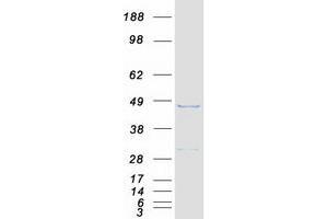 Western Blotting (WB) image for Mortality Factor 4 Like 1 (MORF4L1) (Transcript Variant 1) protein (Myc-DYKDDDDK Tag) (ABIN2726320)