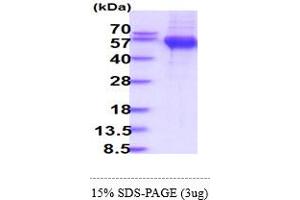 SDS-PAGE (SDS) image for Nectin cell adhesion molecule 3 (NECTIN3) (AA 58-404) protein (His tag) (ABIN6388148)