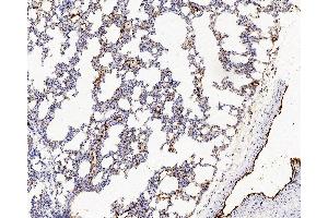 Immunohistochemistry analysis of paraffin-embedded Rat lung using VWF Polyclonal Antibody at dilution of 1:500. (VWF Antikörper)