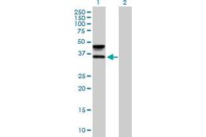 Western Blot analysis of FUT6 expression in transfected 293T cell line by FUT6 MaxPab polyclonal antibody.