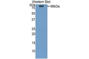 Detection of Recombinant HSP90aA1, Human using Polyclonal Antibody to Heat Shock Protein 90 kDa Alpha A1 (HSP90aA1)