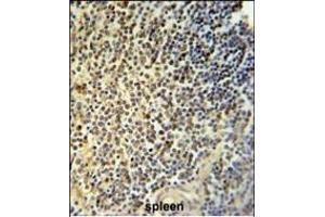 NR5A1 Antibody (N-term) (ABIN651299 and ABIN2840177) IHC analysis in formalin fixed and paraffin embedded human spleen tissue followed by peroxidase conjugation of the secondary antibody and DAB staining. (NR5A1 Antikörper  (N-Term))