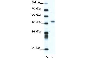 WB Suggested Anti-FLI1 Antibody Titration:  1.