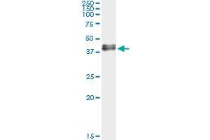 Western Blotting (WB) image for anti-Adenosine A2a Receptor (ADORA2A) (AA 147-267) antibody (ABIN961145) (Adenosine A2a Receptor Antikörper  (AA 147-267))