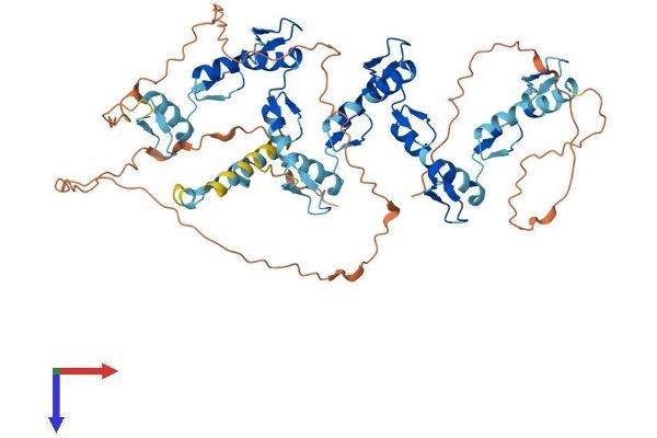 ZNF460 Protein (AA 1-562) (His tag)