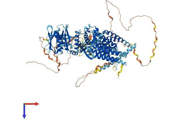 PTK2B Protein (AA 1-1009) (His tag)