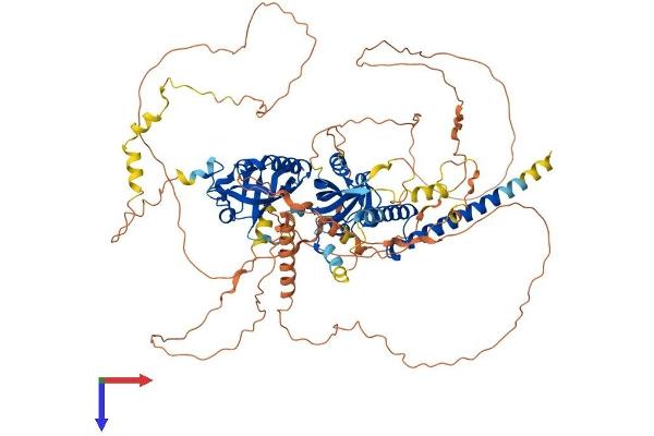 EPAS1 Protein (AA 1-874) (His tag)