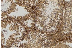 ABIN6277080 at 1/100 staining Mouse testis tissue by IHC-P. (NCF4 Antikörper  (C-Term))