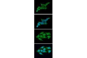 ICC/IF analysis of REXO2 in 293T cells line, stained with DAPI (Blue) for nucleus staining and monoclonal anti-human REXO2 antibody (1:100) with goat anti-mouse IgG-Alexa fluor 488 conjugate (Green). (REXO2 Antikörper)