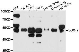 Western blot analysis of extracts of various cell lines, using DDX47 antibody. (DDX47 Antikörper  (AA 186-455))