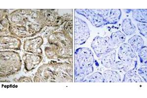 Immunohistochemistry analysis of paraffin-embedded human placenta tissue using CST9L polyclonal antibody . (CST9L Antikörper)