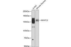 Western blot analysis of extracts of various cell lines, using NF antibody (ABIN6130595, ABIN6144558, ABIN6144559 and ABIN6222368) at 1:500 dilution.