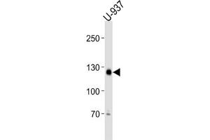 Western Blotting (WB) image for anti-Shugoshin-Like 2 (SGOL2) antibody (ABIN3001311) (SGOL2 Antikörper)