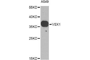 Western blot analysis of extracts of A-549 cells, using VSX1 Antibody (ABIN6003532) at 1/1000 dilution. (VSX1 Antikörper)