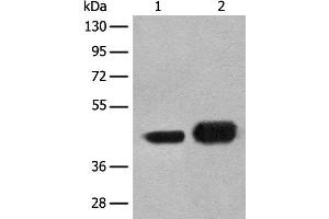 Western blot analysis of A172 and HEPG2 cell lysates using EN1 Polyclonal Antibody at dilution of 1:300 (EN1 Antikörper)