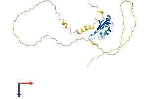 SRSF10 Protein (AA 1-262) (His tag)