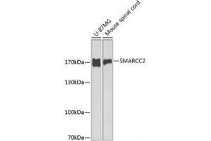 Western blot analysis of extracts of various cell lines using SMARCC2 Polyclonal Antibody at dilution of 1:1000. (SMARCC2 Antikörper)