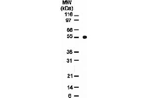 Osteoprotegerin (OPG) mAb tested by Western blot. (Osteoprotegerin Antikörper  (AA 20-37))