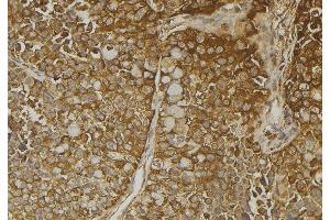 ABIN6272932 at 1/100 staining Human pancreas tissue by IHC-P. (SULT4A1 Antikörper  (C-Term))