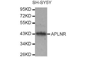 Western Blotting (WB) image for anti-Apelin Receptor (APLNR) antibody (ABIN1871024) (Apelin Receptor Antikörper)