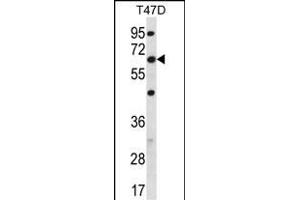 FD Antibody (C-term) (ABIN656450 and ABIN2845735) western blot analysis in T47D cell line lysates (35 μg/lane). (FAM83D Antikörper  (C-Term))