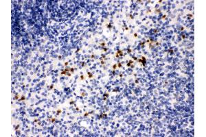 Anti- MMP8 Picoband antibody,IHC(P) IHC(P): Mouse Spleen Tissue (MMP8 Antikörper  (N-Term))