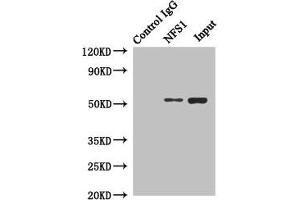 Immunoprecipitating NFS1 in Hela whole cell lysate Lane 1: Rabbit control IgG instead of (1 μg) instead of ABIN7149015 in Hela whole cell lysate. (NFS1 Antikörper  (AA 208-457))