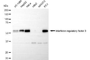 Western blotting analysis using Interferon regulatory factor 3 antibody (ABIN7799086). (Rekombinanter IRF3 Antikörper)