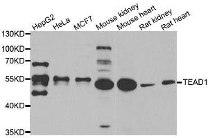 Western blot analysis of extracts of various cell lines, using TEAD1 antibody. (TEAD1 Antikörper  (AA 135-215))