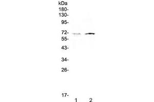Western blot testing of human 1) HeLa and 2) HepG2 cell lysate with CLPX antibody at 0.
