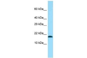 Western Blotting (WB) image for anti-Transmembrane Protein 50B (TM50B) (N-Term) antibody (ABIN2774278) (TMEM50B Antikörper  (N-Term))
