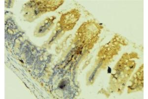 ABIN6278525 at 1/100 staining Mouse colon tissue by IHC-P. (SEMA3C Antikörper  (C-Term))