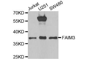 Western blot analysis of extracts of various cell lines, using FAIM3 antibody. (FAIM3 Antikörper  (AA 18-251))