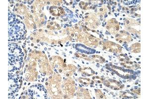 PRMT5 antibody was used for immunohistochemistry at a concentration of 4-8 ug/ml to stain Epithelial cells of renal tubule (arrows) in Human Kidney. (PRMT5 Antikörper  (N-Term))