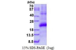Image no. 1 for Interferon, gamma-Inducible Protein 30 (IFI30) (AA 58-232) protein (His tag) (ABIN1098216)