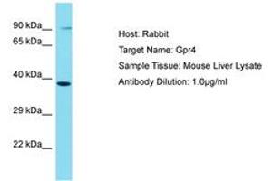 Image no. 1 for anti-G Protein-Coupled Receptor 4 (GPR4) (AA 201-250) antibody (ABIN6750507) (GPR4 Antikörper  (AA 201-250))