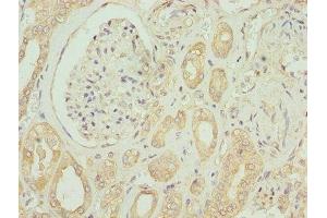Immunohistochemistry of paraffin-embedded human kidney tissue using ABIN7151925 at dilution of 1:100