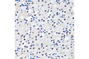 Immunohistochemistry of paraffin-embedded rat kidney using BIRC7 antibody. (BIRC7 Antikörper)