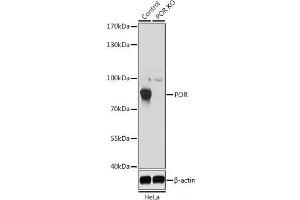 Western blot analysis of extracts from normal (control) and POR knockout (KO) HeLa cells using POR Polyclonal Antibody at dilution of 1:1000. (POR Antikörper)