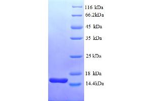 SDS-PAGE (SDS) image for THIO (AA 2-109) protein (His tag) (ABIN5713180) (THIO (AA 2-109) protein (His tag))