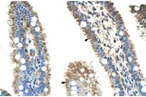 Immunohistochemical staining (Formalin-fixed paraffin-embedded sections) of human intestine with ALDH4A1 polyclonal antibody  at 4-8 ug/mL working concentration. (ALDH4A1 Antikörper  (N-Term))