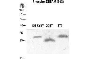 Western Blot (WB) analysis of SH-SY5Y 293T 3T3 lysis using Phospho-DREAM (S63) antibody. (DREAM (pSer63) Antikörper)