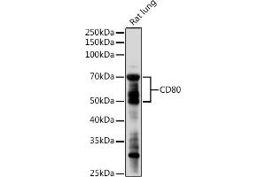 Western blot analysis of extracts of Rat lung, using CD80 antibody (ABIN7266220) at 1:1000 dilution. (CD80 Antikörper  (AA 1-100))