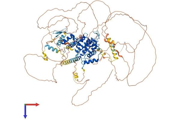 ARHGAP6 Protein (AA 1-987) (His tag)