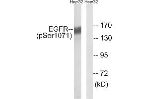 Western blot analysis of extracts from HepG2 cells, treated with serum (20%, 15mins), using EGFR (Phospho-Ser1071) antibody. (EGFR Antikörper  (pSer1071))