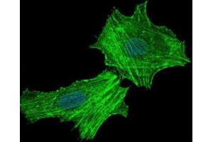 Immunocytochemistry (ICC) image for anti-Argininosuccinate Synthase 1 (ASS1) antibody (ABIN1845465)