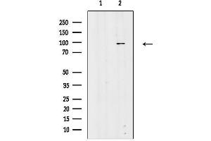 anti-RAS P21 Protein Activator 2 (RASA2) (C-Term) antibody