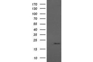 Image no. 1 for anti-Anaphase Promoting Complex Subunit 11 (ANAPC11) antibody (ABIN1496633) (ANAPC11 Antikörper)